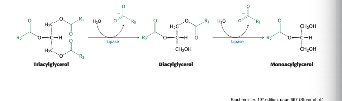 <p>produces free fatty acids</p><ul><li><p>lipases = intestinal enzymes that <strong>degrade</strong> triacylglyceroles to FFAs and monoacylglycerol</p><ul><li><p>secreted by pancreas</p></li></ul></li></ul><p></p>