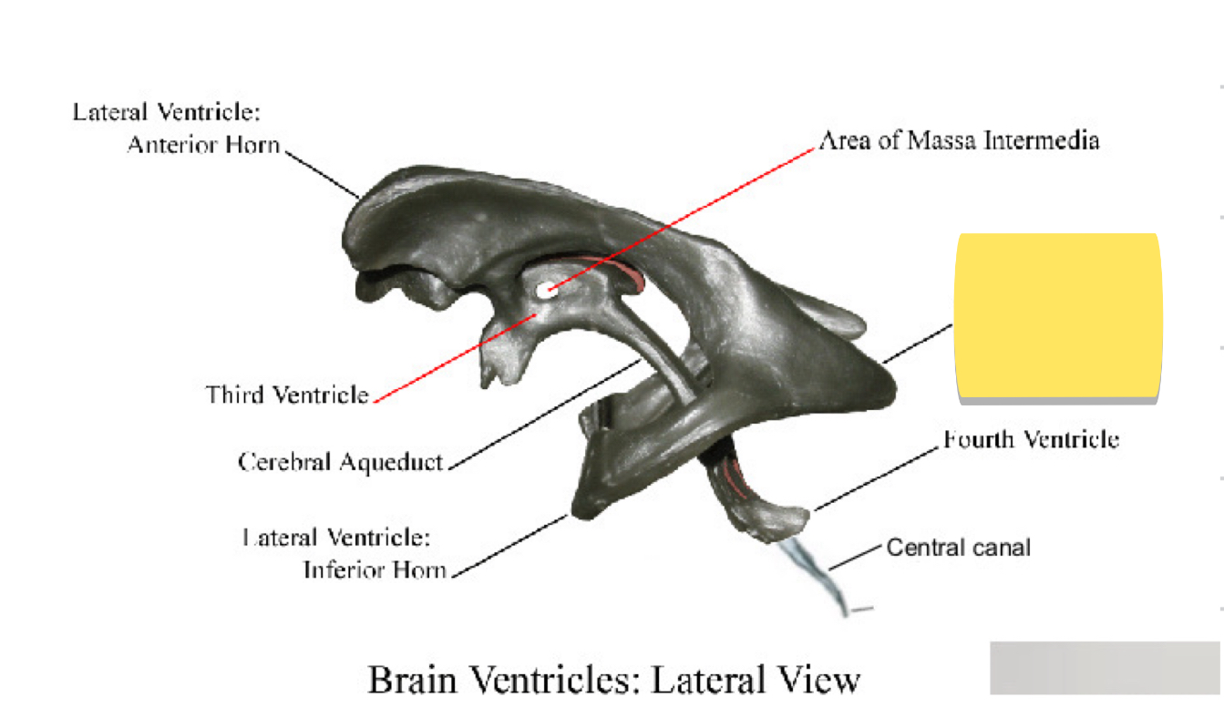 <p>Name this brain ventricle </p>