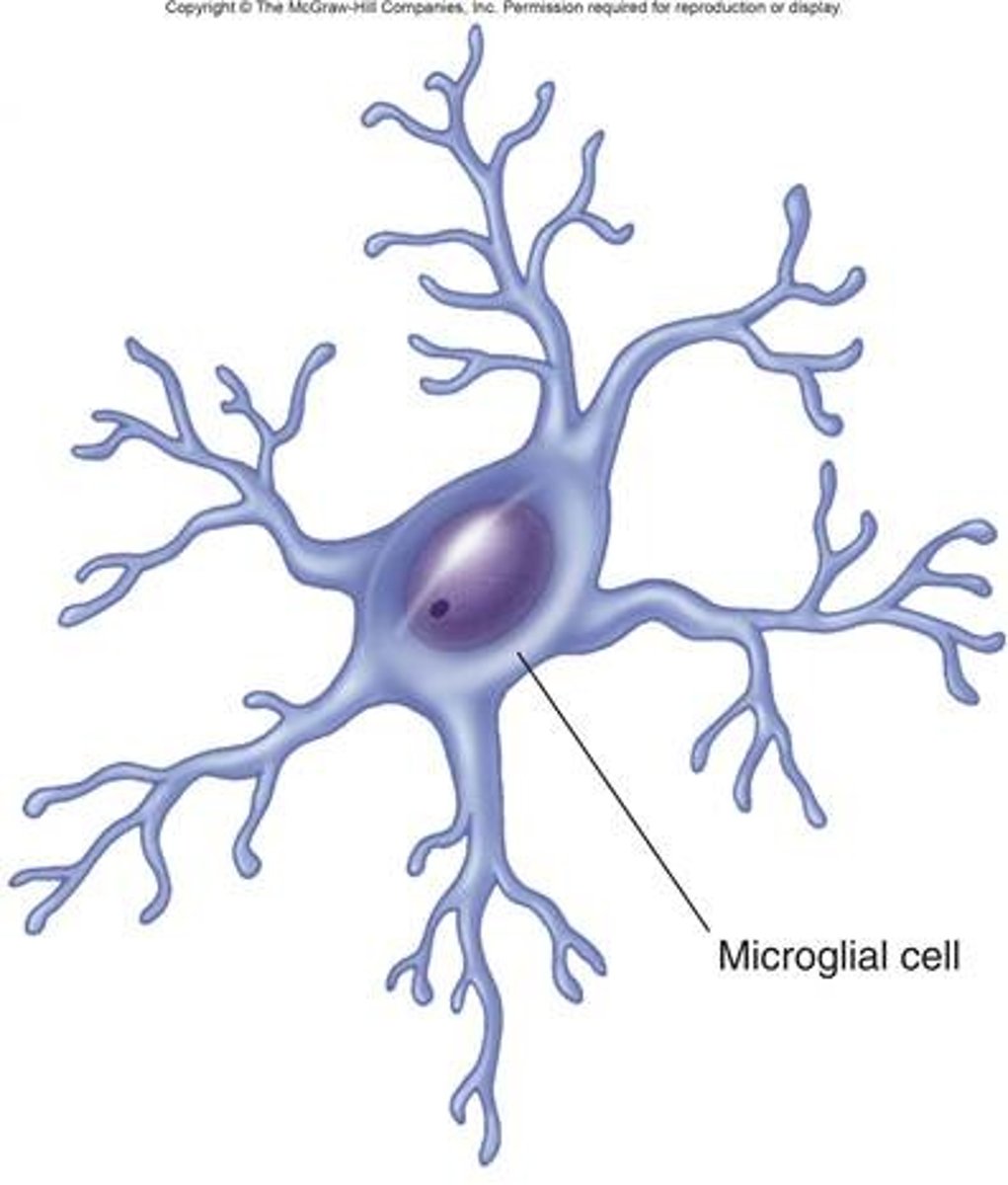 <p>smallest and least abundant in CNS, considered immune cells of the brain</p><p>phagocytize debris from dead/dying cells and invading microorganisms around brain and spinal cord</p>