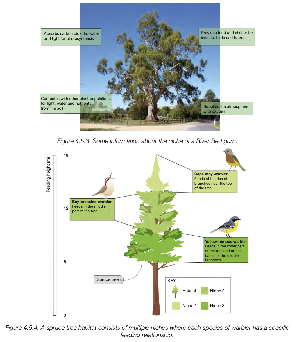 <ul><li><p>specific role or function organism plays within ecosystem, defined by living and nonlivign factors</p></li><li><p>how species fits into habitat and interacts with it </p></li><li><p>includes - habitat, resources requried from enviro, feeding relationships, interactions with other species</p></li><li><p>abitioc and biotic factors act as selectoin pressures, ensure most suitable individuals in species reproduce </p></li></ul><p></p>