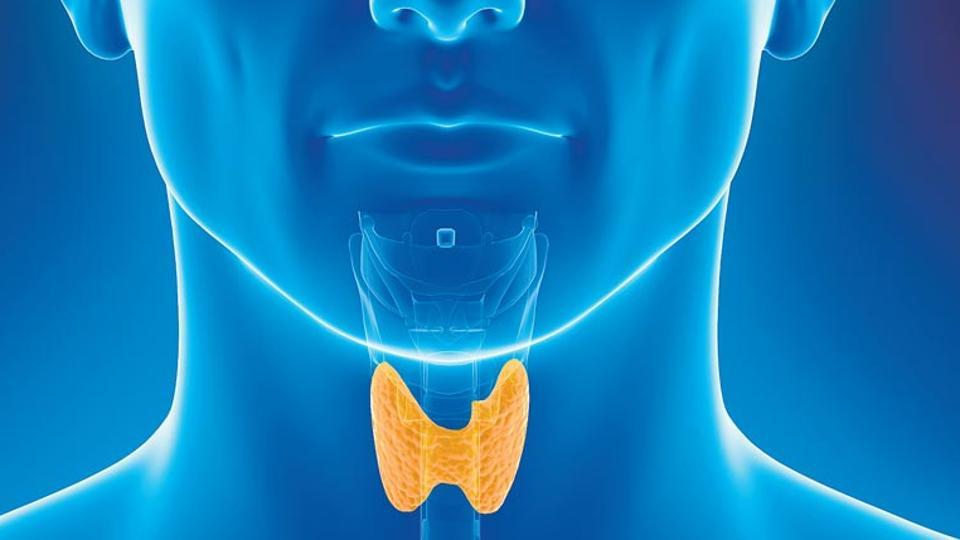 <p>located near the base of the neck; controls metabolism</p>