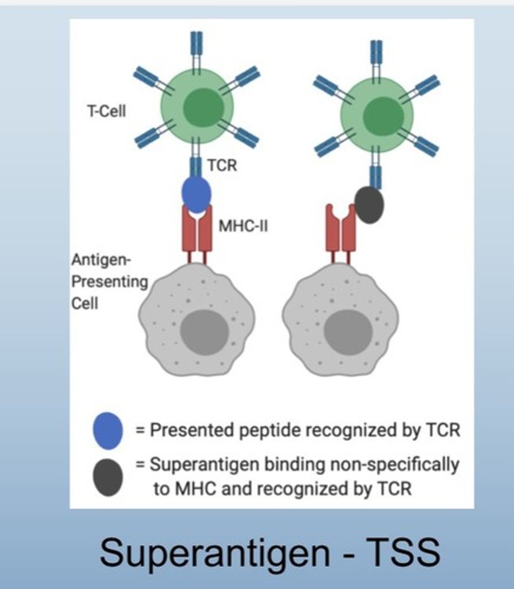 <p>Stimulates T cells non-specifically, causing inflammation.</p><ul><li><p><span>Helper T and APC do not know what is invading because there is an empty receptor&nbsp;</span></p></li><li><p><span>Over 20% T cell is stimulated meaning cytokines are going out = massive inflammation, large number</span></p></li></ul><p></p>