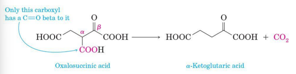 <p>an important example of decarboxylation of a β-ketoacid in biochemistry</p>
