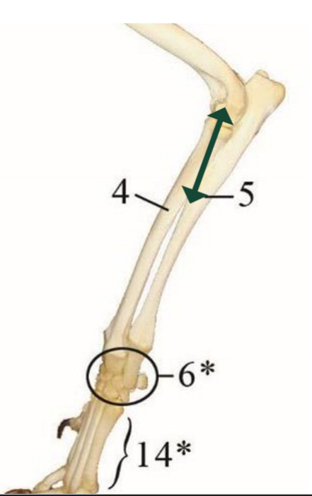 <p>Vilken muskle löper här? Endast hund<br>O, I, F</p>