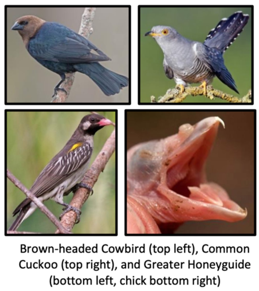 <p>Brown-headed Cowbirds and Common Cuckoos, which have lost the ability to build nests and only lay eggs in nests of other species.</p>