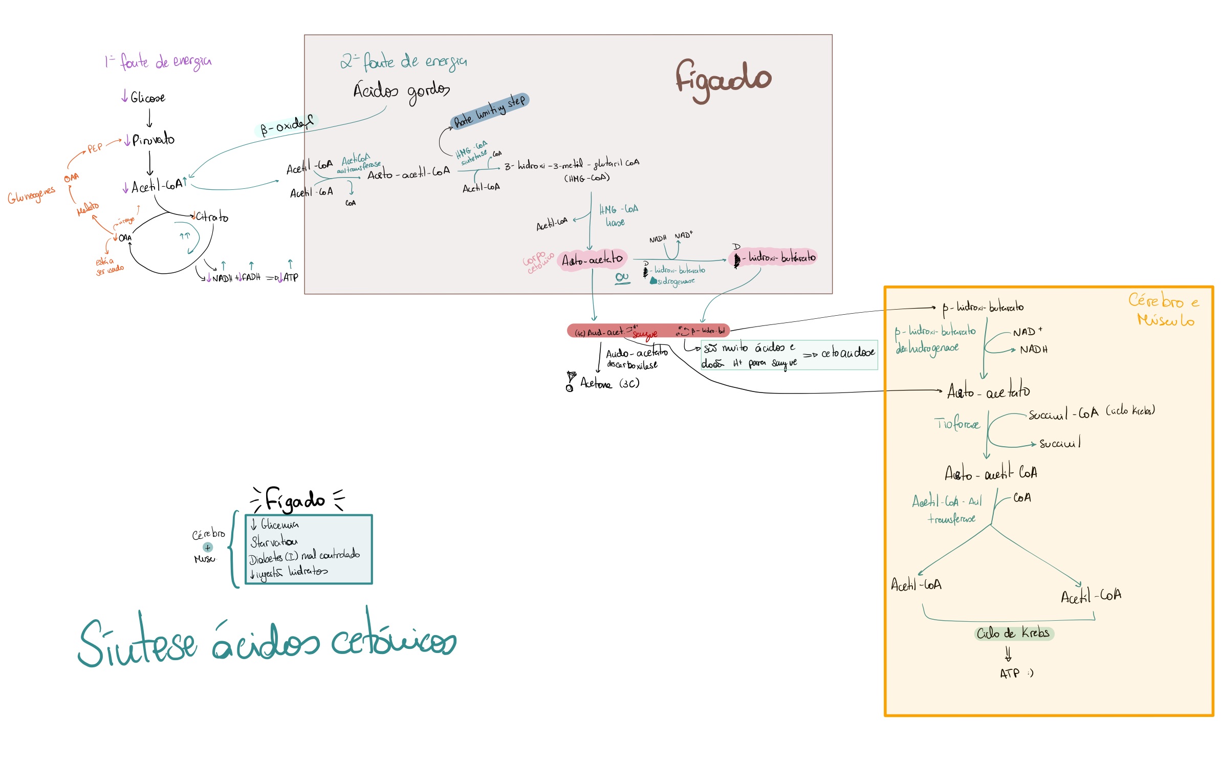 <ol><li><p>acetoacetato → acetoacetil-CoA [CoA vem do succinil-CoA (ciclo de Krebs)]</p></li><li><p>acetoacetil-CoA → 2 Acetil-CoA</p></li><li><p>2 Acetil-CoA → (…)→ ATP</p></li></ol>