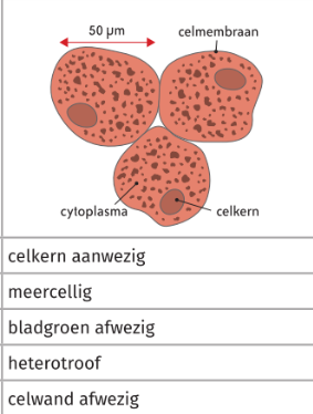 * aanwezigheid celkern
* meercellig
* pigment afwezig
* heterotroof
* celwand afwezig