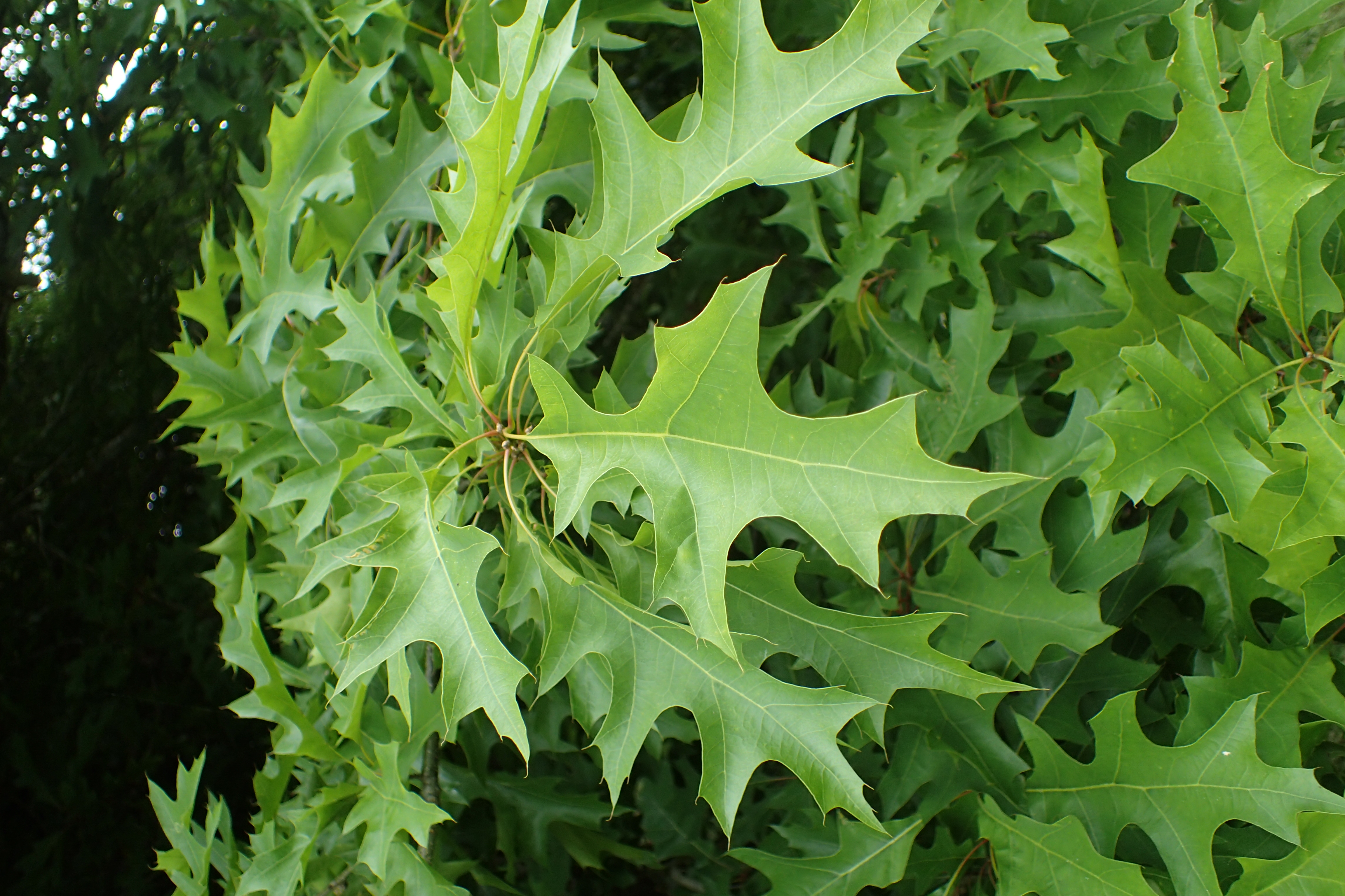 <p>Quercus texana</p>