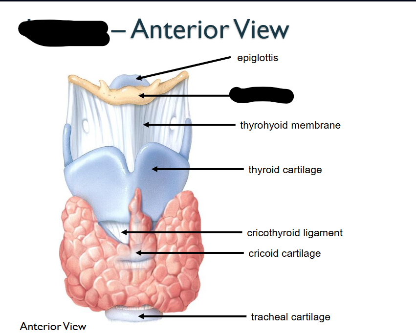 <p>What structure is this within the Larynx?&nbsp;</p>