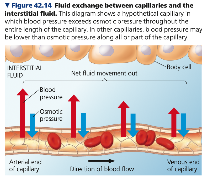 <p><strong>Capillary Function</strong></p><ul><li><p>2 opposing forces control movement of fluid exchanged between capillaries and surrounding tissues</p><ol><li><p>Blood pressure</p></li><li><p>Blood osmotic pressure</p></li></ol><ul><li><p>__ drives <strong>fluid out</strong> of capillaries</p></li><li><p>Blood ______ pulls fluid back</p><ul><li><p>Too large to pass through endothelium and stay in the capillaries</p></li><li><p>Responsible for much of the <strong>blood’s _____ pressure</strong></p></li></ul></li><li><p>Difference in between blood and ______ fluid opposes fluid movement out</p></li><li><p>Between the opposing forces, BP is greater -&gt; <strong>net loss of fluid</strong> to interstitial fluid</p></li></ul></li></ul>