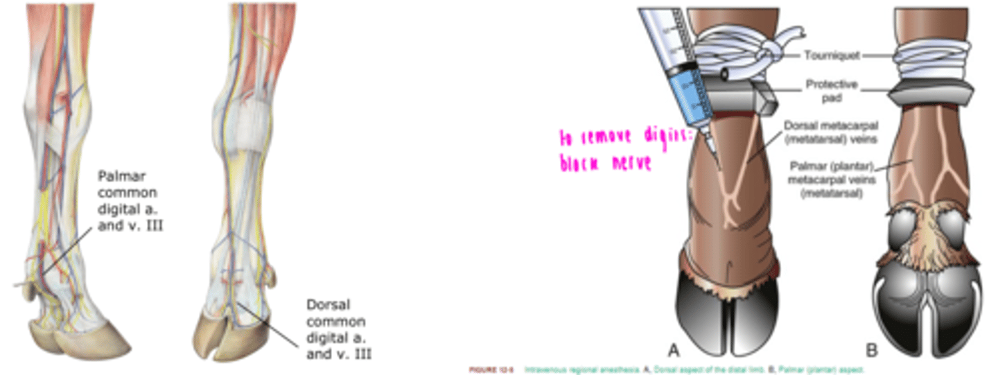 <p>- The stump of the axial palmer artery bleeds most profusely upon digit amputation and must be ligated.</p><p>- The dorsal common digital vein is used for intravenous anaesthesia</p>