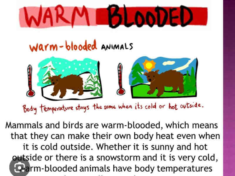 <p>Warm Blooded</p>