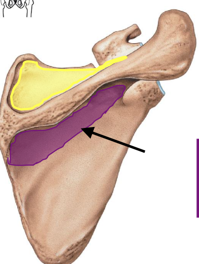 <p>a depression inferior to scapular spine (posterior view bc scapular spine is on posterior side of scapula) </p>