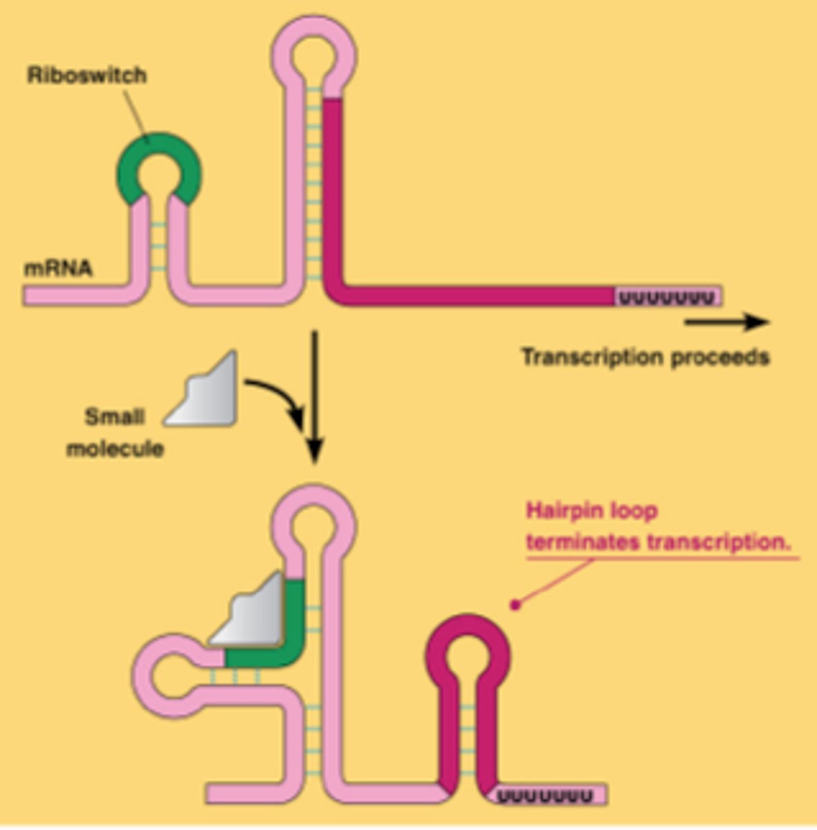 <p>Dicer cuts this new dsRNA again</p><p>The new dsRNA is processed into more siRNA</p><p>- SECONDARY siRNAS</p>
