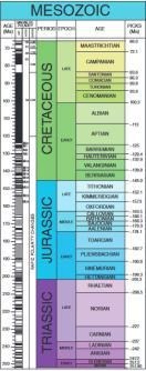 <p>Translates to middle life; Era extends from about 252 to 65 Ma; Begins with significant recovery from mass extinction; Finishes with another mass extinction; Dinosaurs, birds, and mammals appear.</p>