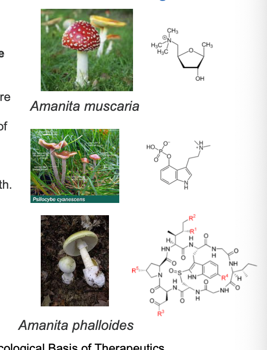 <p>case study</p><p>a 56 year old man reports to the ER after eating mushrooms he has foraged. he has brought some fo the whole, uncooked mushrooms with him.</p><p>a) although his symptoms now, 1 hour after ingesting the mushrooms, only include mild abdominal pain and iarrhea, what symptoms should one look for?</p><p>b) the mushrooms he has with him has been IDed as amanita muscaria. what is the treatment for this type of mushroom poisoning?</p>