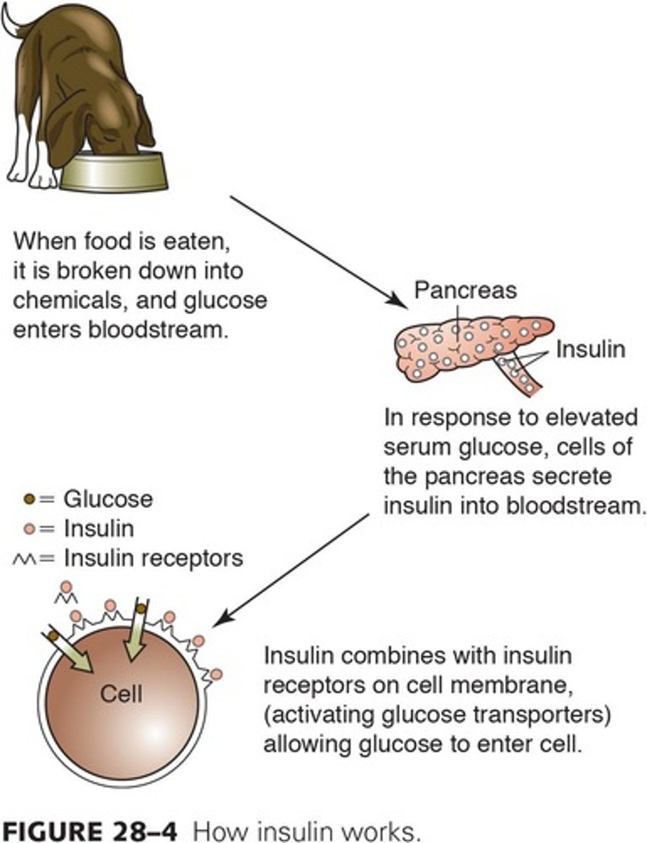 <p>Hormone lowering blood sugar levels after meals.</p>