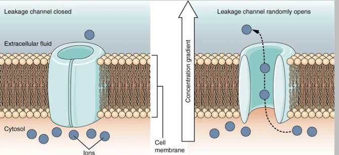<p>Explain why membrane potential is stable but never static </p>