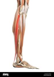 <p>posterior lower leg </p>