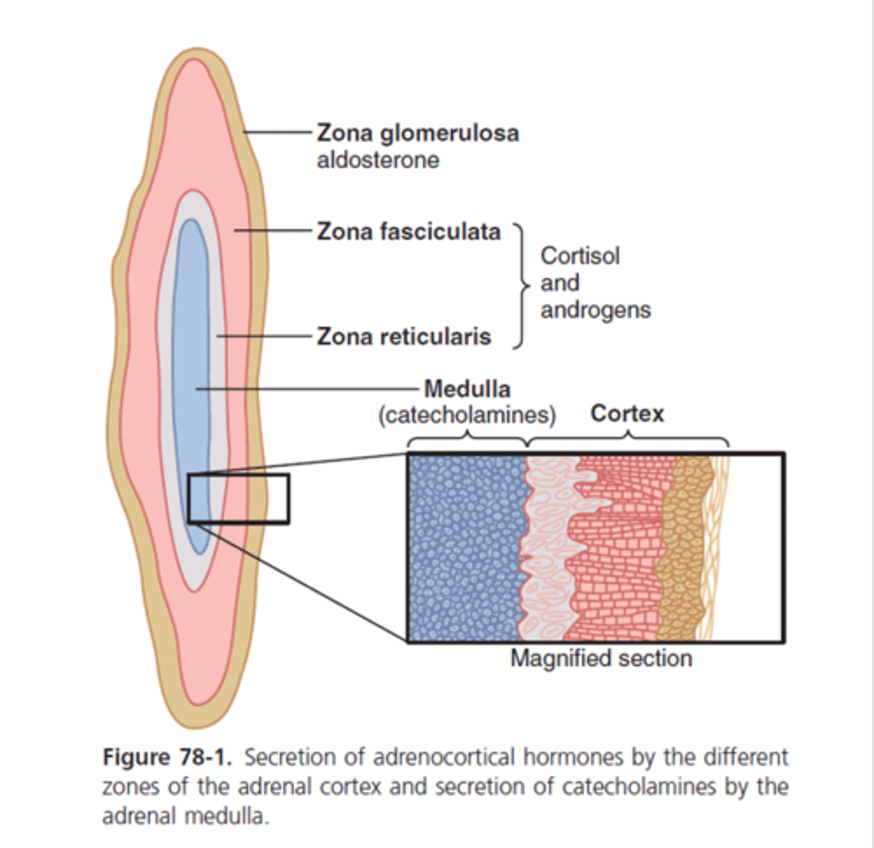 <p>mineralocorticoids such as aldosterone</p>