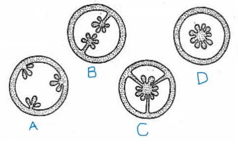 <p>identify the placentation types for a-d (two are the same type)</p>