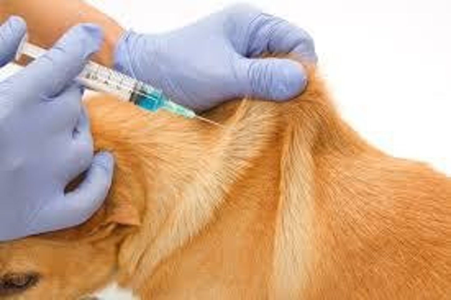 <p>Four diseases dogs can be vaccinated against.</p>