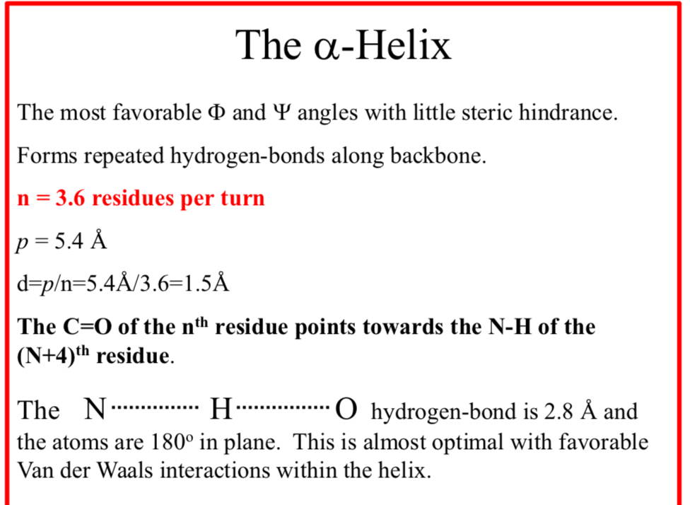 <p>The α-Helix</p>