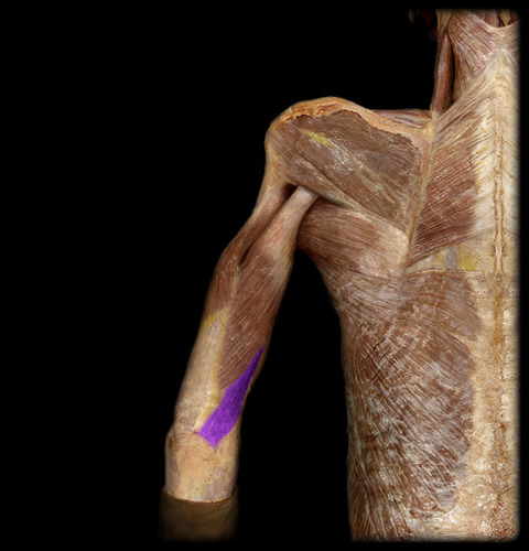 Posterior Surface of the humerus