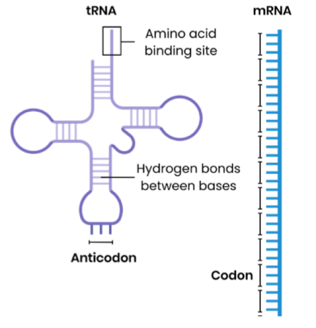 <p>Similarities:</p><ul><li><p>both single polynucleotide strand</p></li></ul><p>Differences:</p><ul><li><p>tRNA is folded into a ‘clover-leaf shape’, whereas mRNA is linear / straight</p></li><li><p>tRNA has hydrogen bonds between paired bases, mRNA doesn’t</p></li><li><p>tRNA is a shorter, fixed length, whereas mRNA is a longer, variable length (more nucleotides)</p></li><li><p>tRNA has an anticodon, mRNA has codons</p></li><li><p>tRNA has an amino acid binding site, mRNA doesn’t</p></li></ul><p></p>