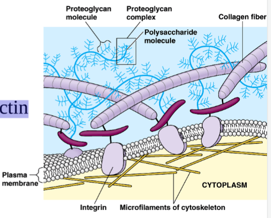 <p>-On outer surface of animal cells -Secreted by cell -Attached to cell by fibronectin proteins -Give membrane stability -Transmits signals into cell</p>