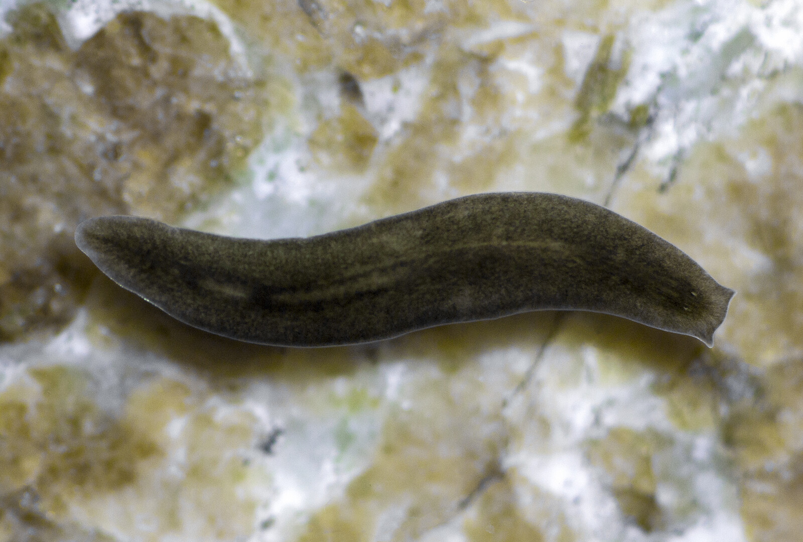 <p>Kmeň: Platyhelmintes (ploskavce)</p><p>Trieda: Turbellaria (ploskule)</p>