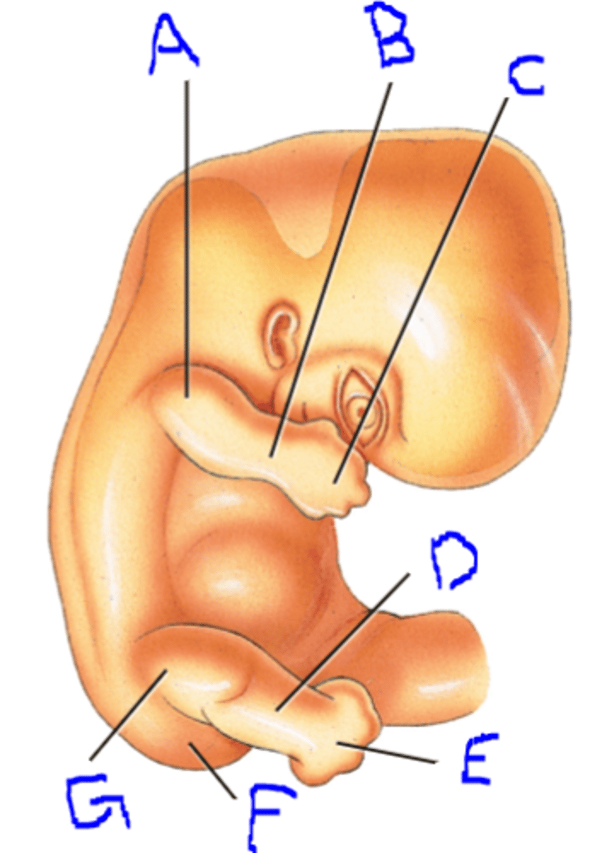 <p>Bones begin replacing soft cartilage and genitals begin to form. The embryo's head is large in proportion to the rest of its body. Some people think the embryo resembles a small tadpole or seahorse due to its prominent tail (which becomes legs) and large head.</p>