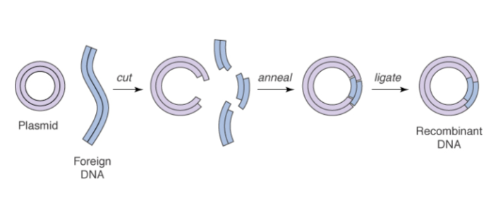 <p>Foreign DNA fragments can be inserted into plasmid cloning vectors by cutting the plasmid and foreign DNA w/ a restriction endonuclease, and then joining the ends of the linearized plasmid and foreign DNA fragment.</p><p></p><p>Anneal means bring together, ligation completely seals backbone strand by making new phosphodiester bonds.</p>