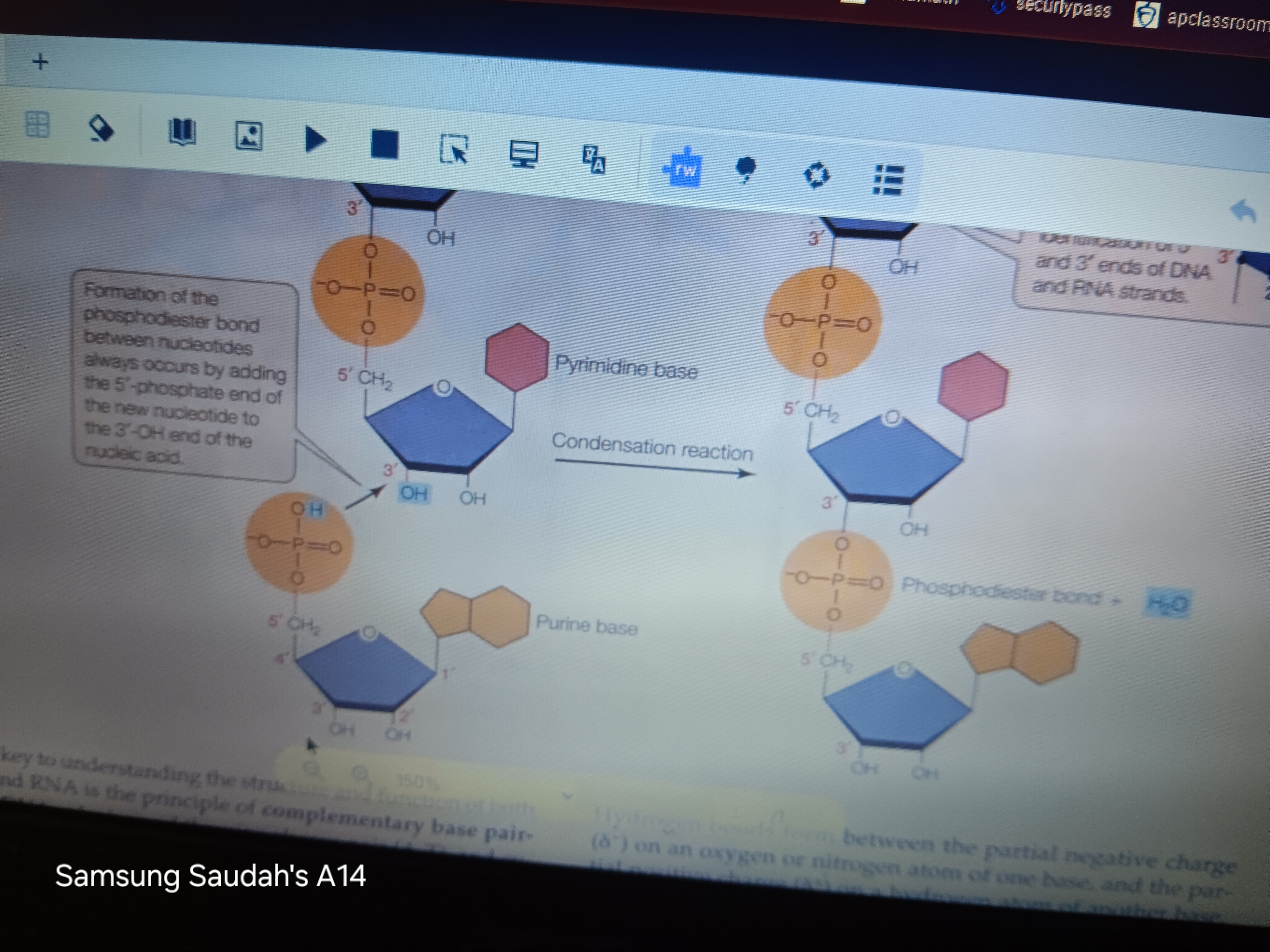 <p>phosphodiester bond</p>
