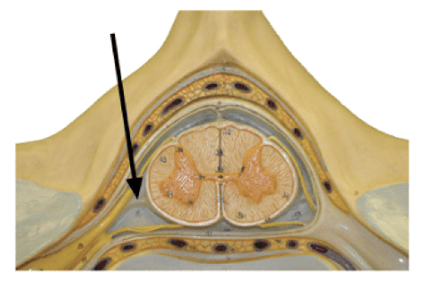 <p>Identify structure.</p>