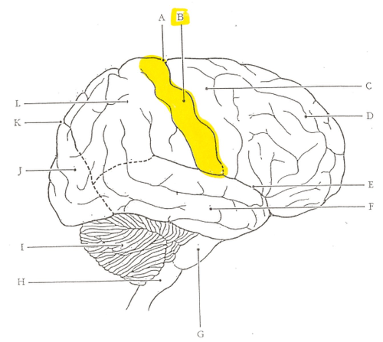 <p>(also called postcentral gyrus or primary sensory cortex)</p>