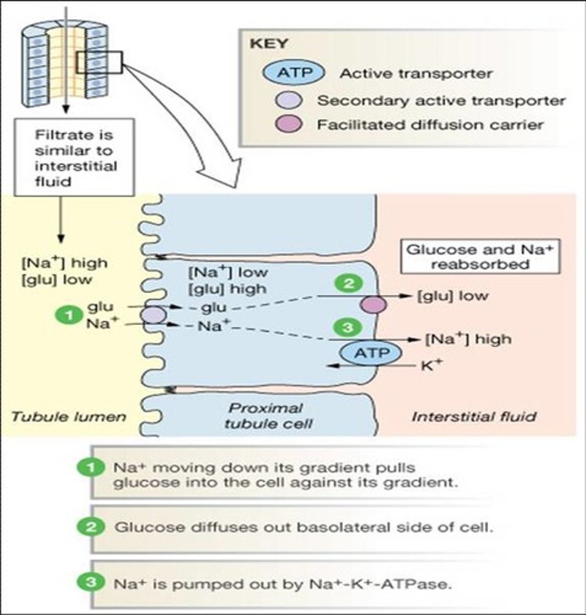 <p>(C) Secondary Active Transport</p><p>The transport of glucose in this situation is an example of secondary active transport because the Na+/K+ ATPase uses energy to create a gradient that allows Na+ to passively diffuse into the cell, bringing glucose with it. The transport of glucose required energy indirectly.</p><p>Secondary active transport is a common transport mechanism used throughout the nephron to reabsorb a variety of compounds.</p>
