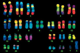 <p>They give chromosomes distinct patters with different bonding patterns, with different bonding in each type of homologous chromosome. </p>