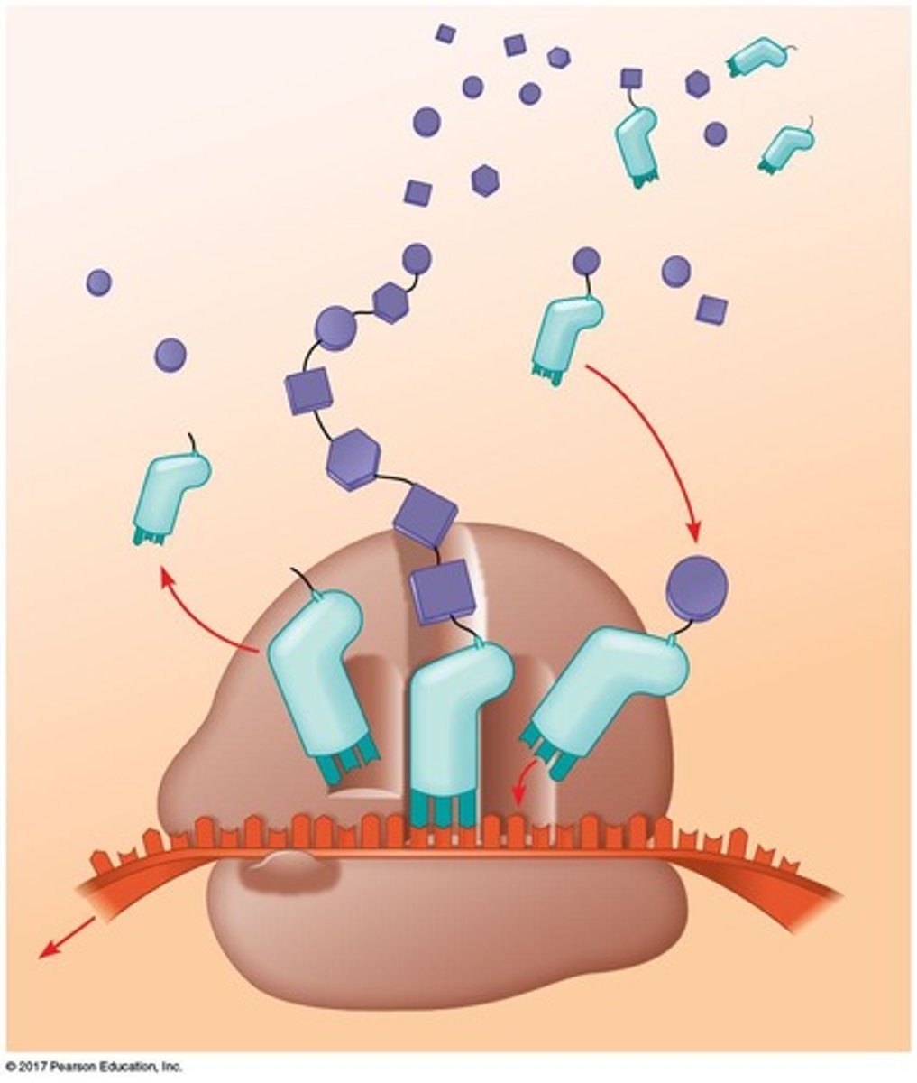 <p>The synthesis of a polypeptide using information in the mRNA.</p>