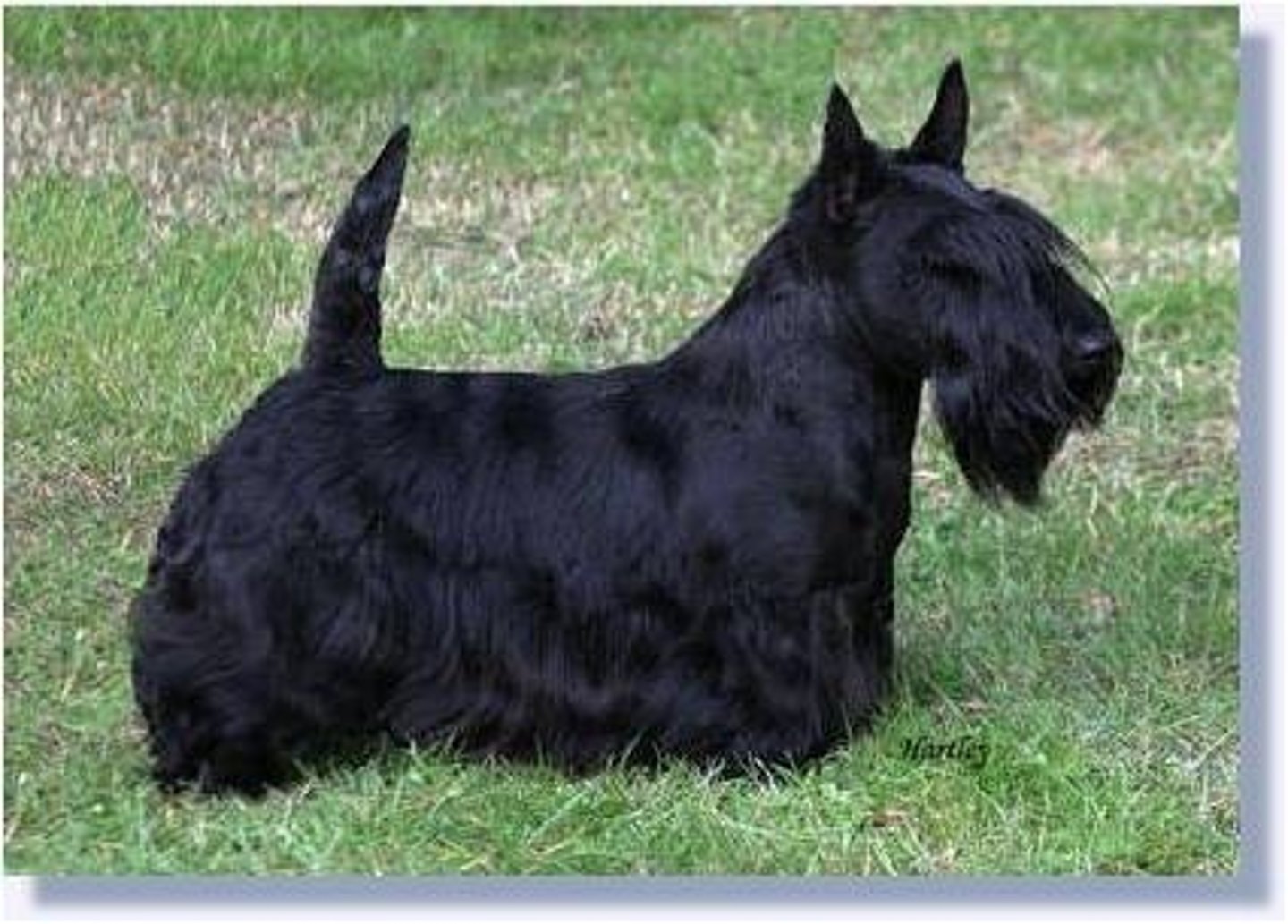 <p>Terrier Group</p>