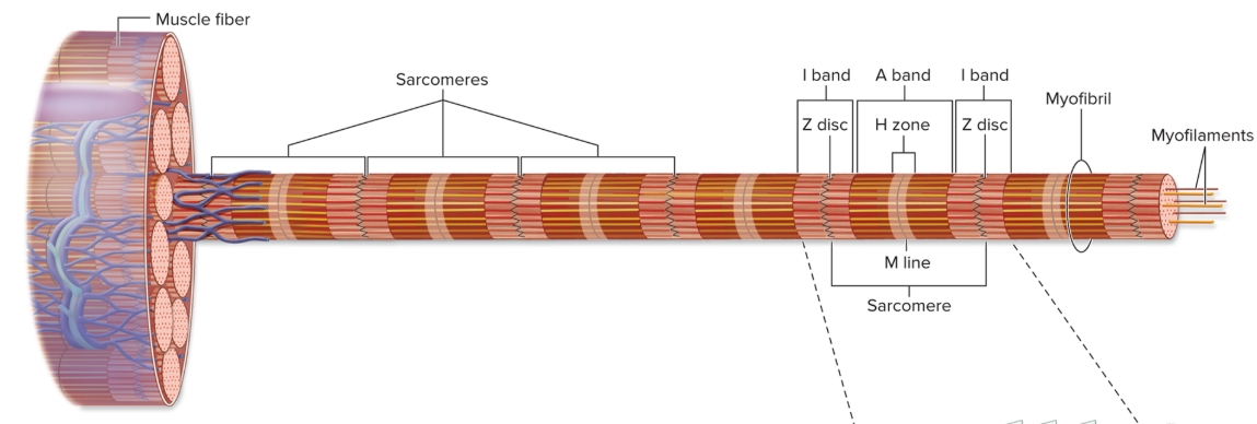<p>Organization of sarcomere</p>