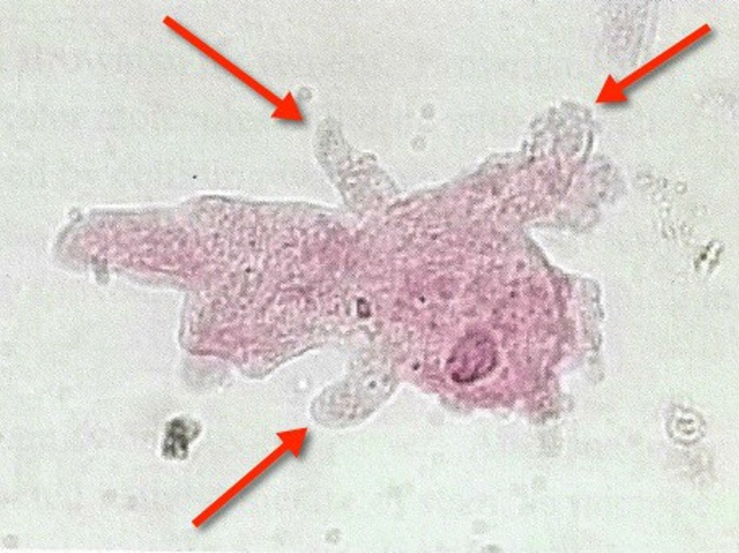 <p>An extension of cytoplasm made by some eukaryotic cells (amoeba, phagocytes) used for motility and to capture food or foreign objects.</p>