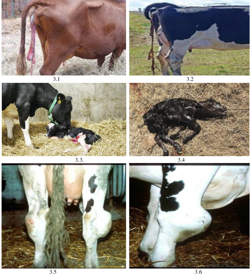 <p><strong><span>Caused by:</span></strong></p><ul><li><p><em><mark data-color="red" style="background-color: red; color: inherit;"><span>B. melitensis</span></mark><span> </span></em><span>– sheep, goats, cattle, dog, humans</span></p></li><li><p><em><mark data-color="red" style="background-color: red; color: inherit;"><span>B. suis </span></mark></em><span>– wild boars, wild hares, dog, human</span></p></li><li><p><em><mark data-color="red" style="background-color: red; color: inherit;"><span>B. abortus </span></mark></em><span>– cattle, horses, sheep, goats, dogs, human </span></p></li><li><p><em><mark data-color="red" style="background-color: red; color: inherit;"><span>B. canis</span></mark><span> </span></em><span>– dog, man</span></p></li><li><p><em><mark data-color="red" style="background-color: red; color: inherit;"><span>B. ovis </span></mark></em><span>– sheep</span></p></li></ul><p></p><p><strong><span>Susceptible species:</span></strong><span><br>- </span><mark data-color="#NaNNaNNaN" style="color: inherit;"><span>Zoonotic! </span></mark></p><ul><li><p><span>B. melitensis, B. suis, B. abortus, B. canis can also infect humans → Malta fever!</span></p></li></ul><p></p><p><strong><span>Transmission:</span></strong></p><ul><li><p><span>Virus is shed in aborted fetus, membranes, uterus discharge, semen, milk, oral, sexual contact, damaged skin, conjuctiva. </span></p></li><li><p><mark data-color="red" style="background-color: red; color: inherit;"><span>Infection by ingestion or direct contact with birth products, or by unpasteurized milk </span></mark><span>or undercooked meat in humans.</span></p></li></ul><p></p><p><strong><span>Epizootology:</span></strong></p><ul><li><p><span>IP: variable, 21-200 days</span></p></li></ul><p></p><p><strong><span>Clinical signs:</span></strong><span><br>1. </span><strong><span>Cattle </span></strong><span>(</span><em><span>B. abortus, B. melitensis, B. suis</span></em><span>)</span></p><ul><li><p><mark data-color="red" style="background-color: red; color: inherit;"><span>Abortion (6-8th month)</span></mark><span>, retention, mucopurulent discharge, orchoepidimytitis, </span><mark data-color="red" style="background-color: red; color: inherit;"><span>arthritis, bursitis, hydroma</span></mark><span> (swollen joints), abscesses</span></p></li></ul><p></p><ol start="2"><li><p><strong><span>Horses </span></strong><span>(</span><em><span>B. abortus, B. suis, B. melitensis</span></em><span>)</span></p></li></ol><ul><li><p><mark data-color="red" style="background-color: red; color: inherit;"><span> Arthritis, tenditis, osteomyelitis, sternal abscess</span></mark></p></li></ul><p></p><ol start="3"><li><p><strong><span>Swine </span></strong><span>(</span><em><span>B. suis</span></em><span>)</span></p></li></ol><ul><li><p><mark data-color="red" style="background-color: red; color: inherit;"><span>Abortion,</span></mark><span> orchoepididymitis, subcutaneous abscess, spondylitis, </span><mark data-color="red" style="background-color: red; color: inherit;"><span>paresis, paralysis<br></span></mark></p></li></ul><ol start="3"><li><p><strong><span>Sheep and goats </span></strong><span>(</span><em><span>B. melitensis, B. abortus, B. ovi)</span></em></p></li></ol><ul><li><p><mark data-color="red" style="background-color: red; color: inherit;">Abortions (3-5 months)</mark>, orchitis, epidymitis,<mark data-color="red" style="background-color: red; color: inherit;"> arthritis</mark></p></li></ul><ol start="4"><li><p><strong><span>Humans</span></strong></p></li></ol><p><span>- Undulant fever (Bang fever), spondylitis, </span><mark data-color="red" style="background-color: red; color: inherit;"><span>swollen joints, orchitis,</span></mark><span> myalgia, epidimyditis, hepatosplenomegalia, lymphadenitis</span></p><p></p><p><strong>Pathology:</strong></p><ul><li><p><span>After entering the body, phagocytosis, but not killing, </span><mark data-color="red" style="background-color: red; color: inherit;"><span>persistence in mononuclear cells.</span></mark></p></li><li><p><span>Brucella forms </span><mark data-color="red" style="background-color: red; color: inherit;"><span>granulomatous nodules</span></mark><span> in which intracellular growth is favored (3 days – 3 months)</span></p></li></ul><p></p><p><strong>Diagnosis:</strong></p><ul><li><p><span>Demonstration of brucella organisms by staining methods, culture of specimens, isolation of brucella by animal inoculation.</span></p></li></ul><p><span>Serological methods:</span></p><ul><li><p><mark data-color="red" style="background-color: red; color: inherit;"><span>- Complement fixation test</span></mark></p></li><li><p><span>- Tube agglutination</span></p></li><li><p><span>- Slide agglutination – </span><mark data-color="red" style="background-color: red; color: inherit;"><span>RBT (rose Bengal test)</span></mark></p></li><li><p><span>- ELISA</span></p></li><li><p><span>- Milk ring test</span></p></li></ul><p></p><p><strong><span>Prevention and treatment:</span></strong></p><p><mark data-color="red" style="background-color: red; color: inherit;"><span>No treatment. </span></mark><span>Some vaccines are available. Selecting brucella free animals for breeding, quarantine, remove and destroy placenta.</span></p><p></p>