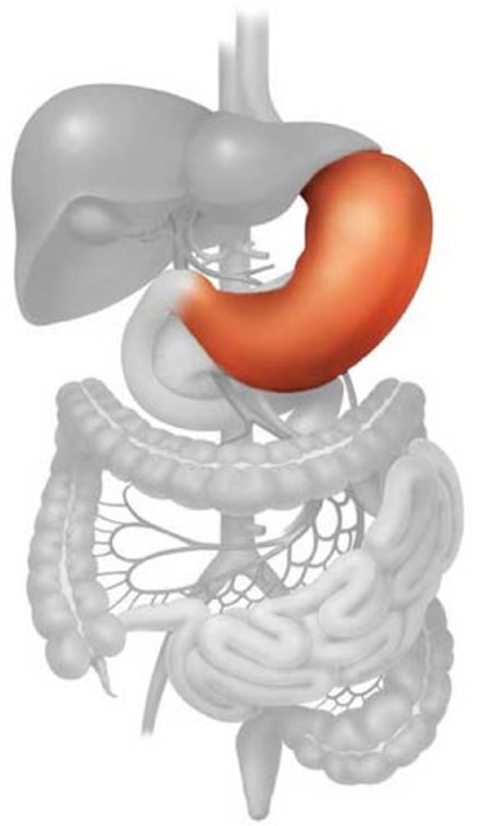 <p>third part of the alimentary canal; large muscular sac that continues the mechanical and chemical digestion of food</p><p>Functions: food storage (stretch to fit ~2L of food), food disinfection (HCl), chemical digestion (pepsin), mechanical digestion (muscle jiggle)</p><p>Secretions: pepsinogen, hydrochloric acid (pepsin), mucus, intrinsic factor</p>