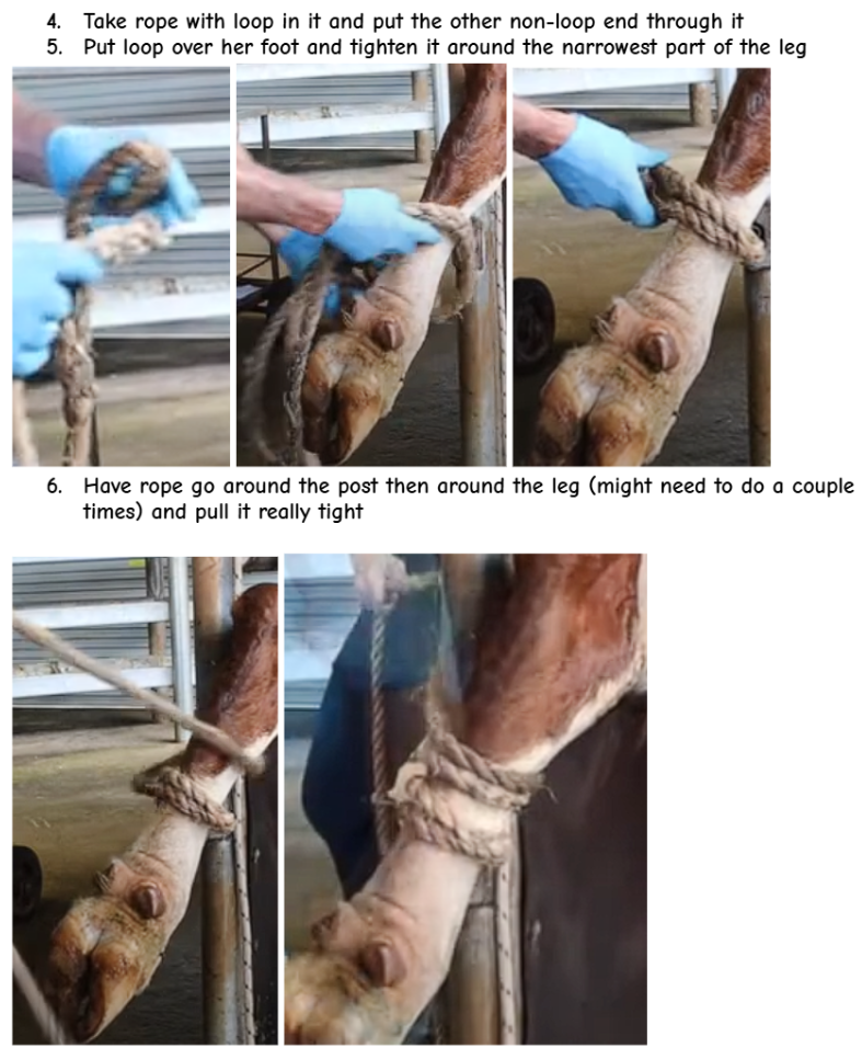 knowt flashcard image