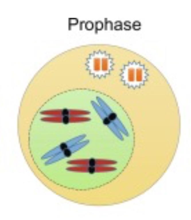 <ul><li><p>The chromatin condenses into visible chromosomes, the nuclear envelope breaks down and the mitotic spindle begins to form.</p></li></ul>