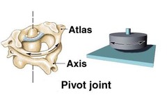 monoaxial, rotation

Examples: Atlanto-axial joint and proximal radio-ulnar joint