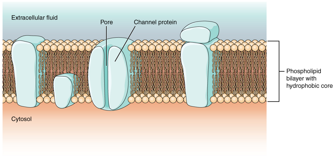 <p>A type of integral protein that forms a pore in the plasma membrane, allowing specific molecules to pass through the membrane. </p>