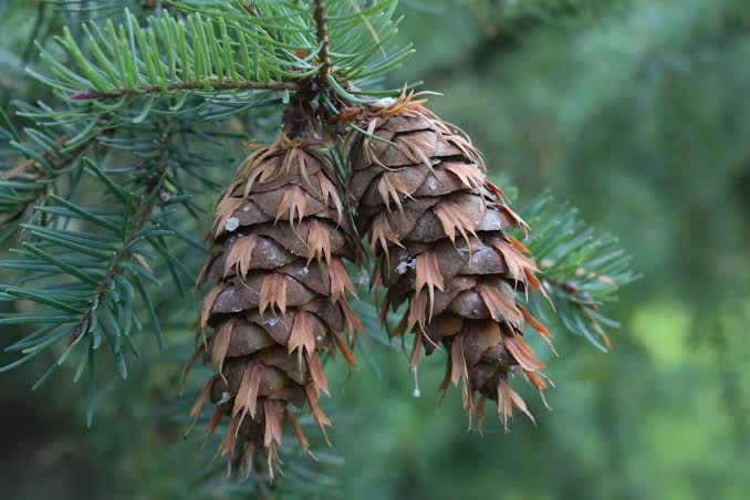 <p>Pseudotsuga menziesii</p>
