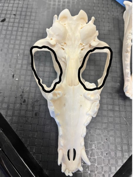 <p>eye socket</p>